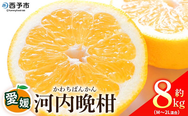 ＜愛媛県産 河内晩柑 約8kg（M～2L）＞ 柑橘 みかん フルーツ 和製グレープフルーツ ジューシー 初夏 旬 サイズ混合 西宇和 国産 さっぱり 甘い 農園オレンジとムラサキ 西予市