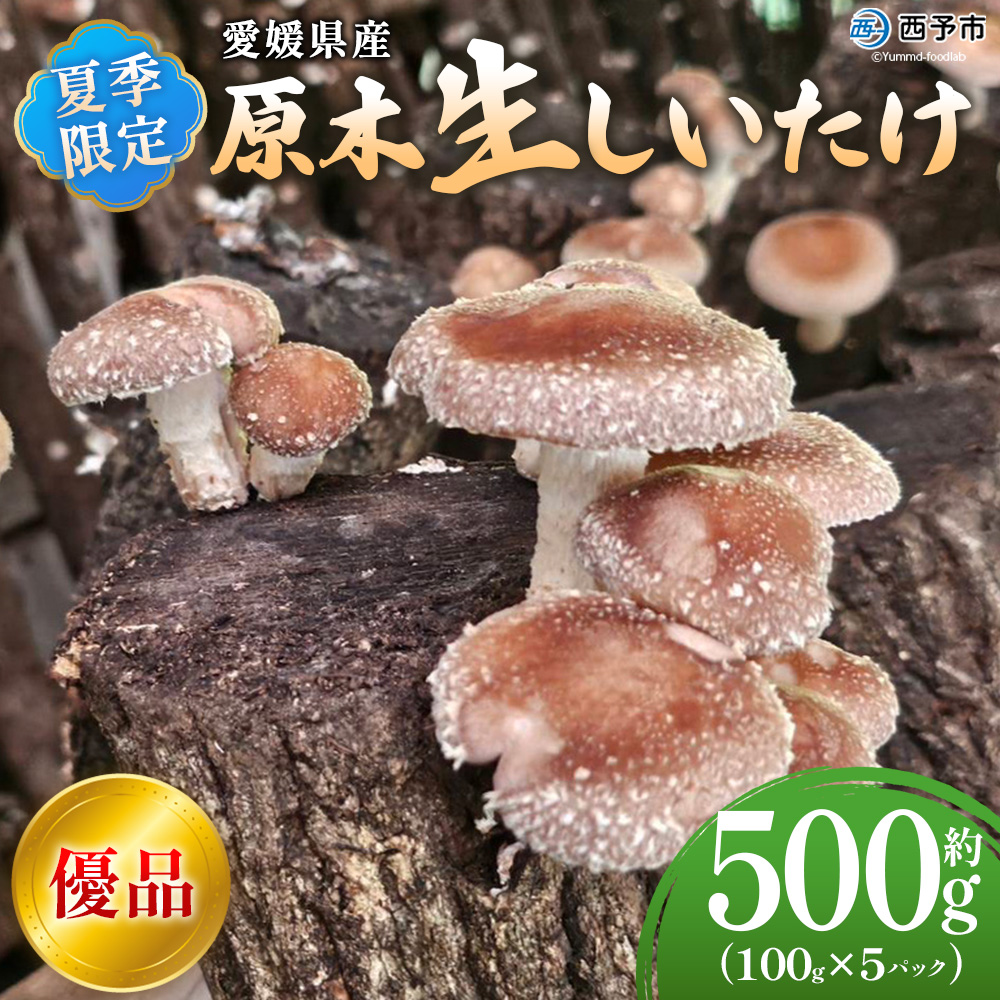 ＜夏季限定 原木生しいたけ（優品） 100g×5パック＞『2026年5月～10月に順次出荷予定』 合計500g 数量限定 期間限定 夏採れ 原木生椎茸 しいたけ シイタケ きのこ 優品 バーベキュー BBQ 料理 国産 愛媛県産 横林自治振興協議会 愛媛県 西予市【冷蔵】