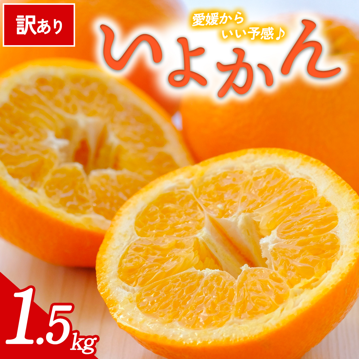 先行予約＜訳あり 愛媛県産 いよかん 合計約1.5kg＞ 『2027年1月以降順次出荷予定』 みかん フレッシュ ご家庭用 ご自宅 伊予柑 果肉 お試し 果物 柑橘 フルーツ オレンジ 国産 濃厚 果汁 産地直送 ミヤモトオレンジガーデン 愛媛県 西予市【常温】