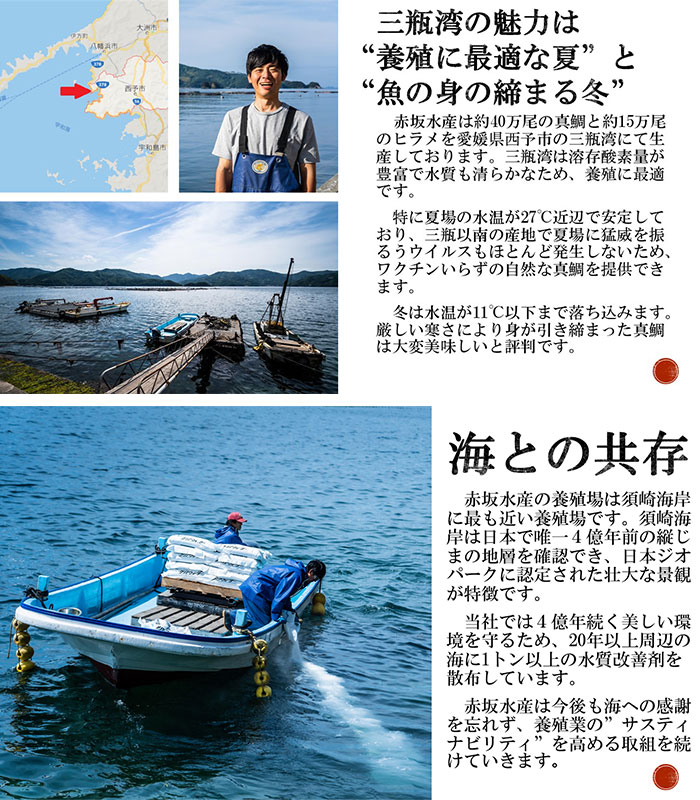 ＜白寿 真鯛 約400g と秘伝のタレ＞『7月下旬より順次出荷予定』 まだい マダイ タイ たい 養殖 魚介 お魚 海鮮 鯛めし お刺し身 切り身 骨抜き 骨なし 皮なし お祝い 御祝い 赤坂水産 寿司 和泉屋 愛媛県 西予市【冷蔵】