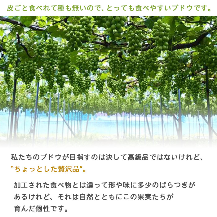 ＜旬のブドウ　西予市産　シャインマスカット　約１kg＞ 果物 フルーツ ぶどう 葡萄 種無し たねなし 季節限定 愛媛県