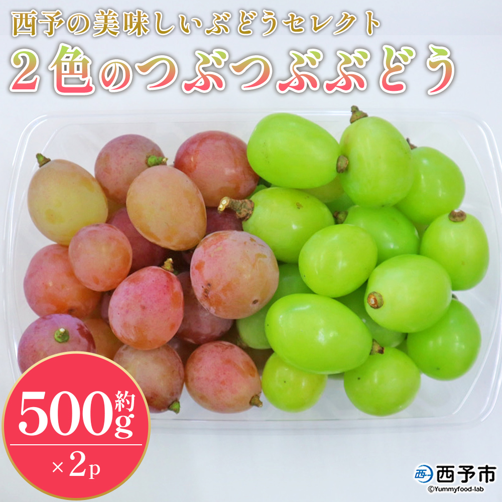 [西予の美味しいぶどうセレクトセット/2色のつぶつぶぶどう500g×2p] 果物 くだもの フルーツ 葡萄 ブドウ セット 食べ比べ 野菜ソムリエ 食べて応援 特産品 産地直送 西予ぶどう倶楽部 愛媛県 西予市