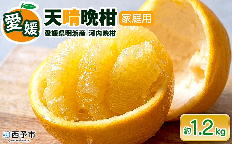 先行予約受付＜天晴晩柑（河内晩柑）家庭用 約1.2kg＞『2026年4月上旬～5月下旬迄に順次出荷予定』訳アリ 訳あり 果物 柑橘 みかん 和製 グレープフルーツ 食べて応援 特産品 株式会社笑丸 愛媛県明浜産 愛媛県 西予市【常温】