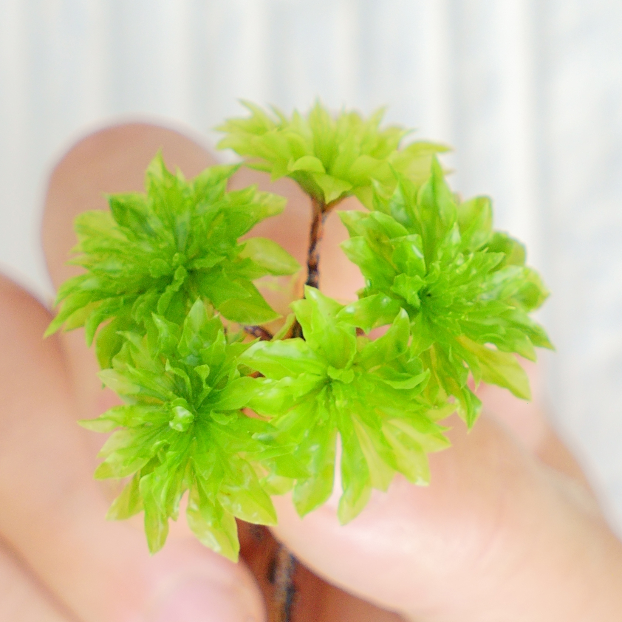 オオカサゴケ [Rhodobryum giganteum] 苔テラリウム用人工栽培品種 5本パック