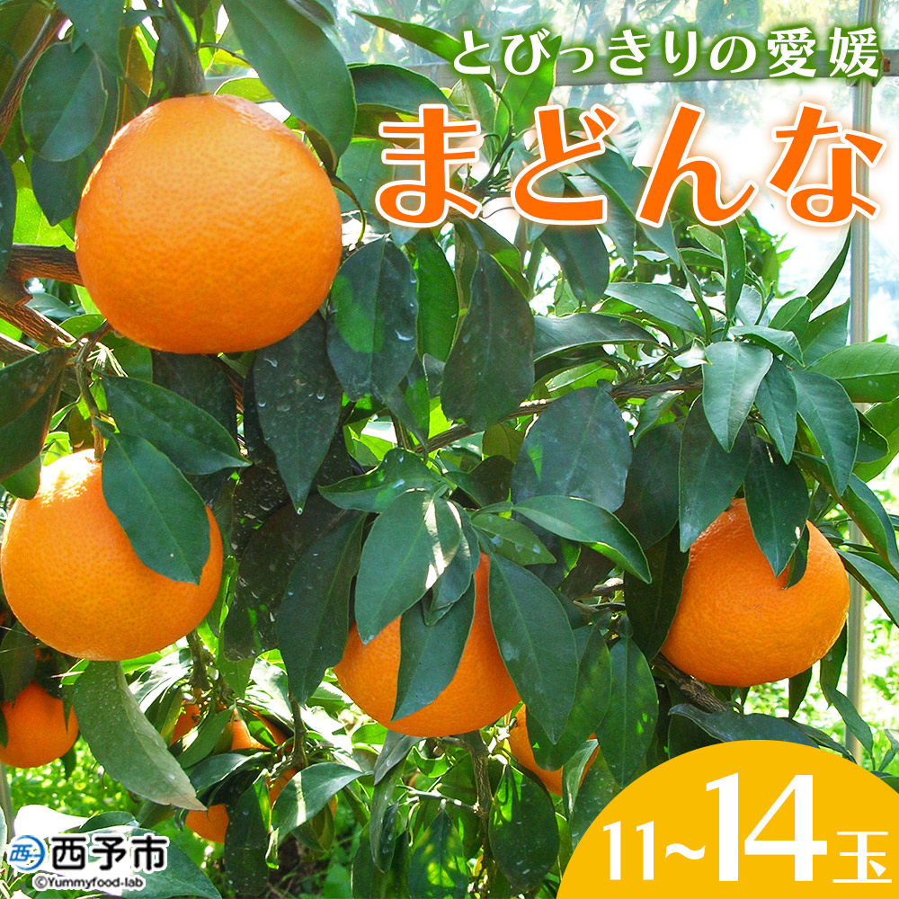 紅まどんなと同品種！＜とびっきりの愛媛 まどんな（11～14玉）＞マドンナ 愛媛果試第28号 果物 柑橘 フルーツ 産地直送 西宇和 愛媛県 西予市