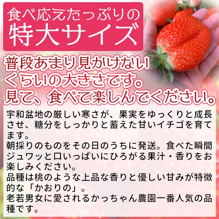 農家厳選 新鮮朝採り 宇和いちご 特大サイズ おばけいちご 3箱（約1.8kg）