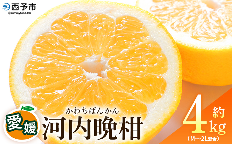＜愛媛県産 河内晩柑 約4kg（M～2L）＞ 柑橘 みかん フルーツ 和製グレープフルーツ ジューシー 初夏 旬 サイズ混合 西宇和 国産 さっぱり 甘い 農園オレンジとムラサキ 西予市