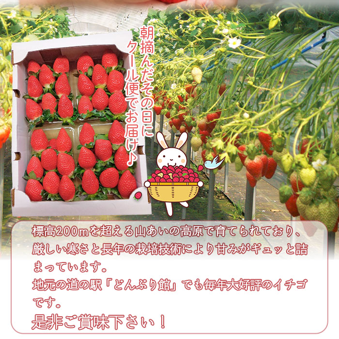 ＜イチゴ「かおり野」約280g×4パック 大竹農園直送＞ かおりの イチゴ いちご 苺 果物 くだもの フルーツ ストロベリー 旬 期間限定 季節限定 特産品 農家直送 産地直送 愛媛県 西予市