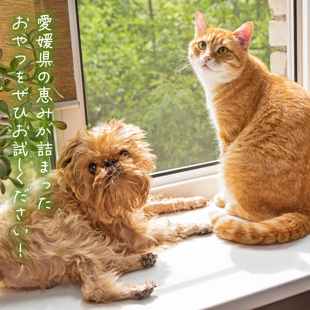 ïŒCalWan(ã«ã«ã¯ã³)ïŒCalNyan(ã«ã«ãã£ã³) çé¯ãšéèMIX é£ã¹æ¯ã¹ã»ãã 60gå
¥ãÃ6ããã¯ïŒ è©°åã ããããã〠æäœã æåªçç£ SDGs 人ãé£ã¹ãã æ 逿ºç¹ 逿®çé¯ ããŒããã¹ æ ªåŒäŒç€ŸSakuSaku æåªç 西äºåž