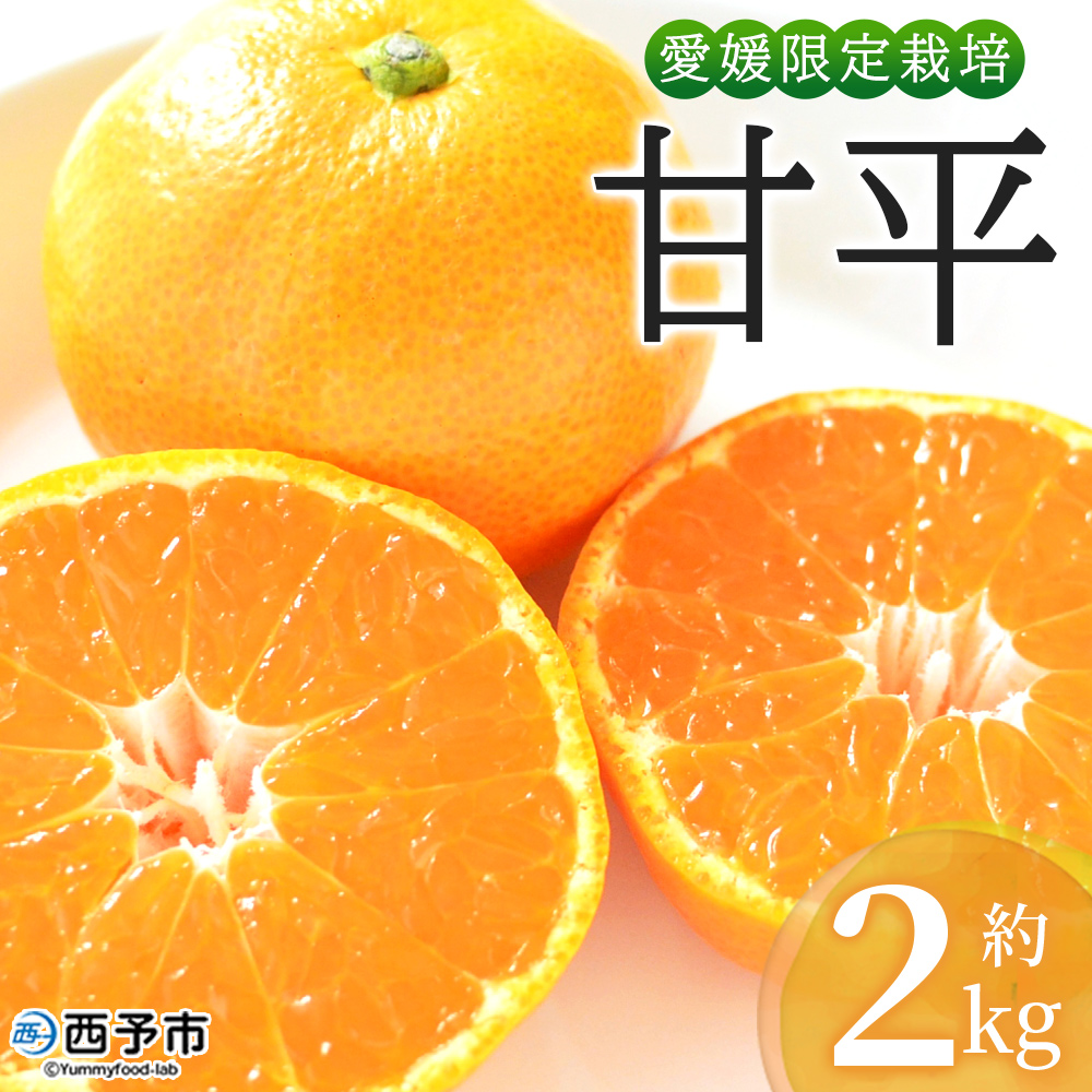 ＜おはこやがつくる 甘平 約2kg（L～3Lサイズ）＞ 果物 フルーツ 柑橘 カンペイ みかん ミカン 蜜柑 特産品 西宇和 愛媛県 西予市