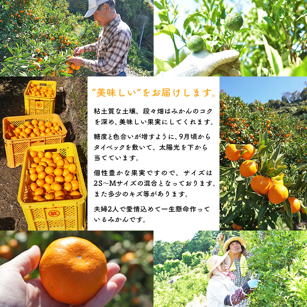 ＜浅井果樹園 温州みかん 約5kg（早生）＞ 柑橘 果物 フルーツ ミカン オレンジ ワセ 西宇和 愛媛県 西予市
