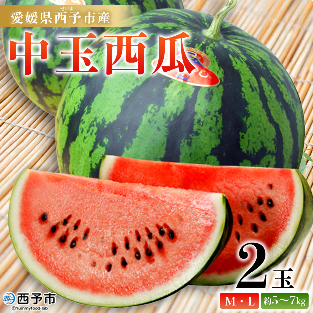【先行予約】スイカ ＜愛媛県西予市産 中玉西瓜 2玉＞ 果物 くだもの 果肉 西瓜 すいか 中玉 中玉すいか 中玉スイカ M～L 5～7kg 高糖度 甘い 季節 食べて応援 国産 特産品 宇都宮物産 愛媛県 西予市【常温】『2026年7月上旬～8月上旬迄に順次出荷予定』