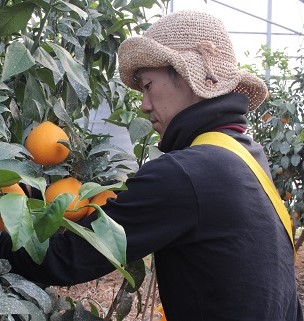 マルワフルーツ園芸　紅まどんなとはれひめジュース２本セット