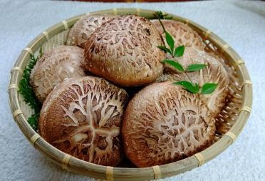 芳醇な香り＆超肉厚　愛媛県産原木椎茸「霧源（MUGEN）」