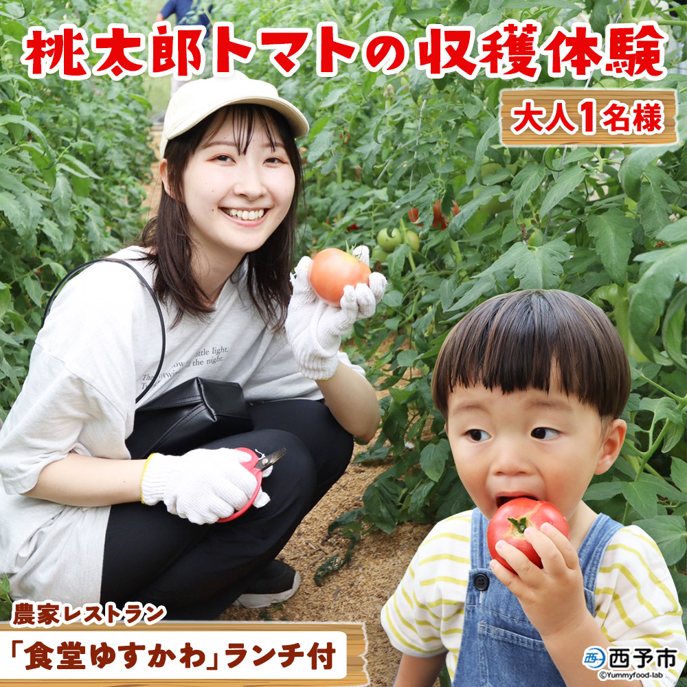 ＜桃太郎トマトの収穫体験（食堂ゆすかわのランチ付き）＞トマト収穫 体験 収穫 利用券 チケット 1名 1人 ランチ付き 桃太郎トマト トマト 持ち帰り 特産品 遊子川ザ・リコピンズ 愛媛県 西予市