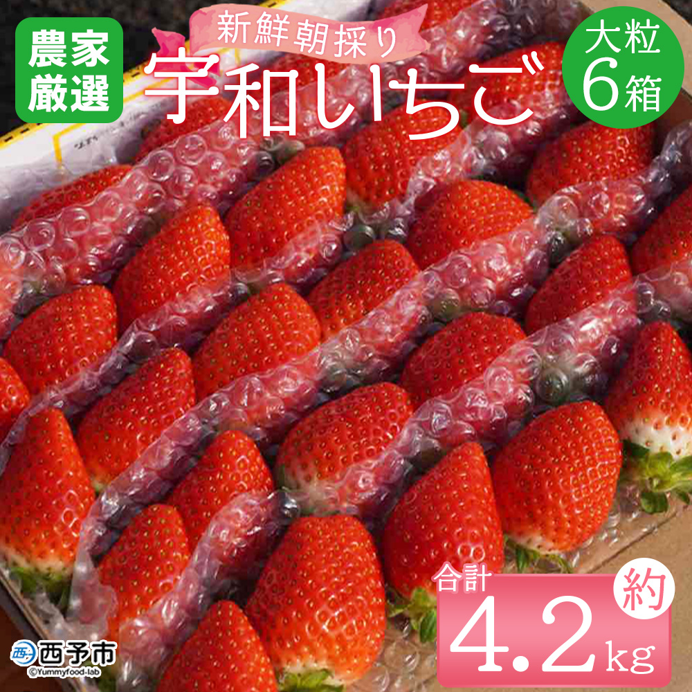 ＜農家厳選 新鮮朝採り宇和いちご 大粒 6箱（約4.2kg）＞イチゴ 苺 果物 フルーツ くだもの ストロベリー かおりの 直送 愛媛県 西予市