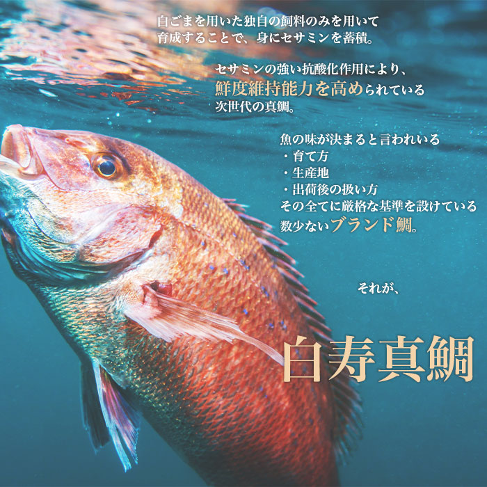 ＜津本式究極の血抜き 白寿真鯛 セミドレス 1尾（約1.5kg）＞ 鯛 タイ マダイ まだい 活〆 尾頭付き 特産品 のし対応可 お祝い 御祝 内祝い ギフト 贈答 赤坂水産 愛媛県 西予市