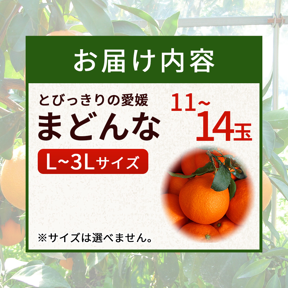 紅まどんなと同品種！＜とびっきりの愛媛 まどんな（11～14玉）＞マドンナ 愛媛果試第28号 果物 柑橘 フルーツ 産地直送 西宇和 愛媛県 西予市