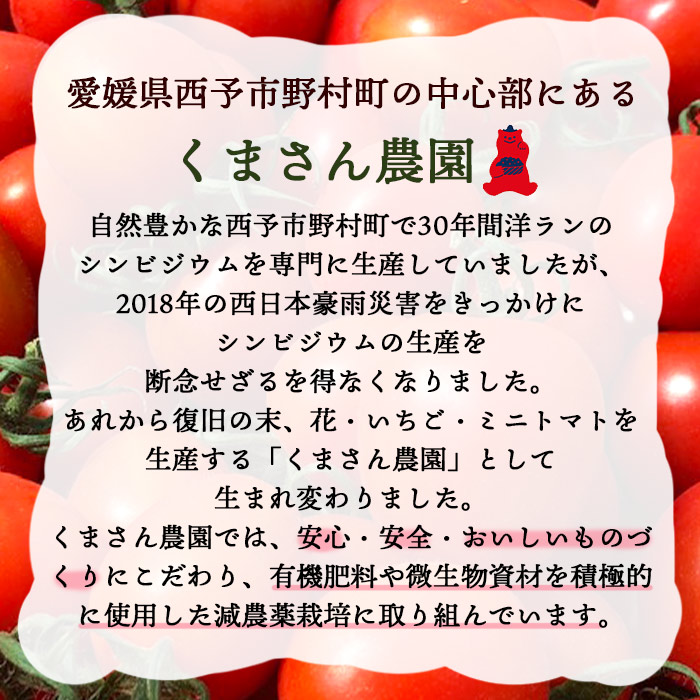 ＜「うるるん トマト」約2kg（250g×4パック×2箱） 甘くて濃厚な味わい＞ 野菜 とまと ミニトマト 特産品 食べて応援 くまさん農園 愛媛県 西予市