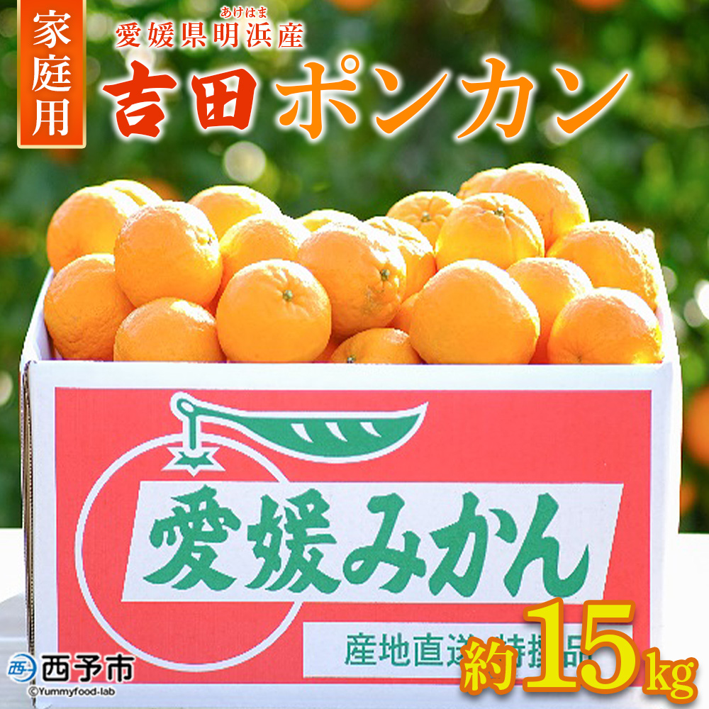 ＜吉田ポンカン 家庭用 約15kg＞ 果物 くだもの フルーツ みかん ミカン 柑橘 吉田ぽんかん よしだぽんかん ヨシダポンカン ぽんかん 訳あり ご自宅用 特産品 株式会社笑丸 愛媛県 西予市