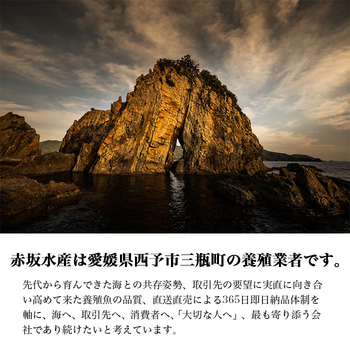 ＜津本式究極の血抜き 白寿真鯛 セミドレス 1尾（約1.5kg）＞ 鯛 タイ マダイ まだい 活〆 尾頭付き 特産品 のし対応可 お祝い 御祝 内祝い ギフト 贈答 赤坂水産 愛媛県 西予市