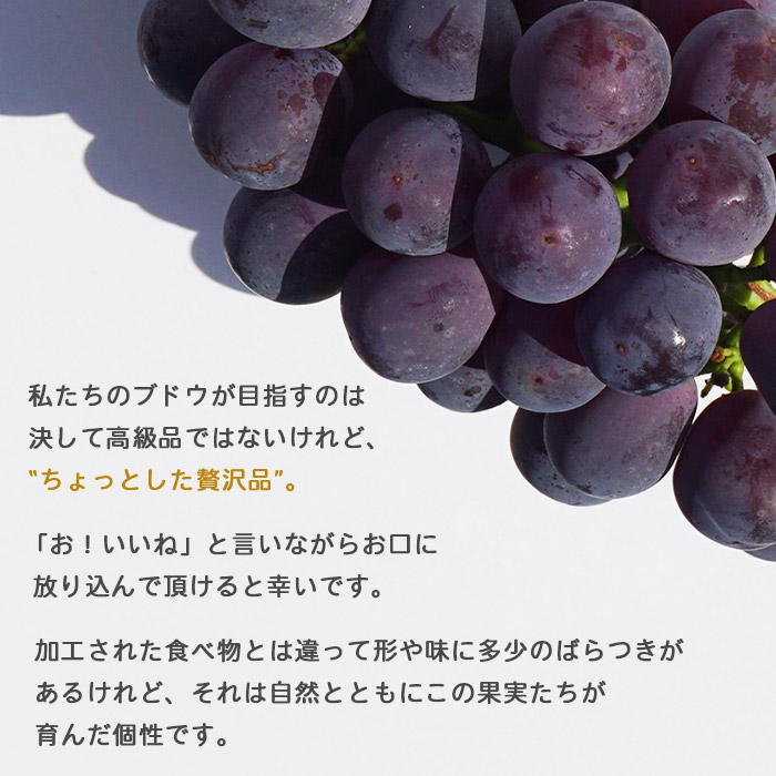 ＜旬のブドウ　西予市産　ピオーネ　約２kg＞ 果物 フルーツ ぶどう 葡萄 季節限定 愛媛県