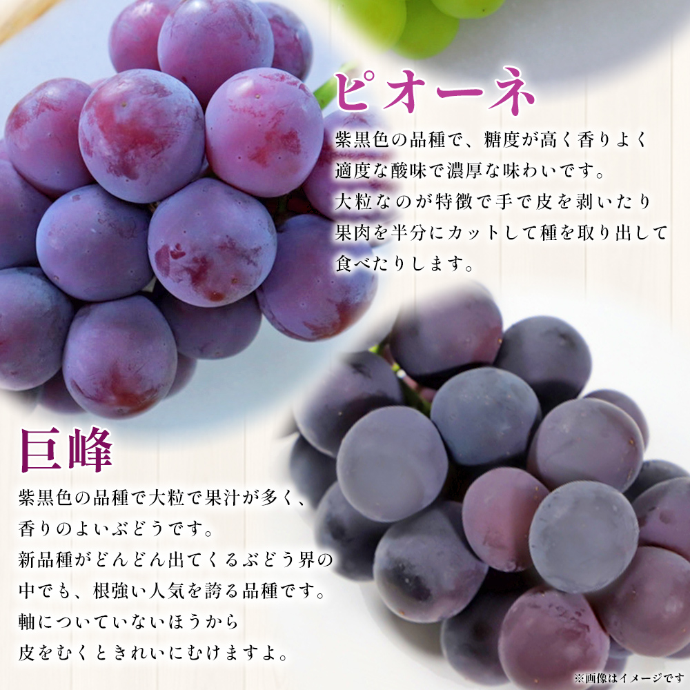 ＜西予の美味しいぶどう セレクトセット／おまかせ 約2kg＞ 果物 くだもの フルーツ 葡萄 ブドウ セット 詰め合わせ つめあわせ 食べ比べ お楽しみ おまかせ 野菜ソムリエ 食べて応援 特産品 産地直送 西予ぶどう倶楽部 愛媛県 西予市