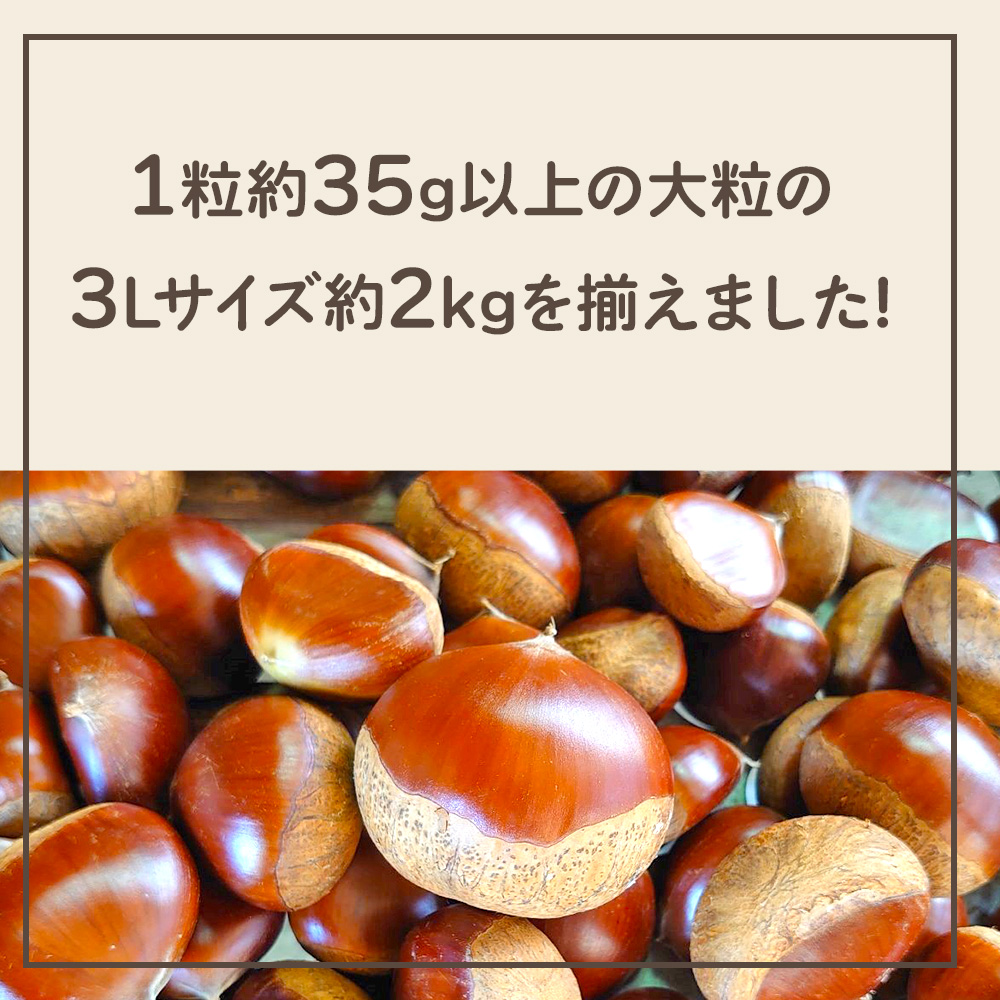 ＜大粒生栗 3Lサイズ（約2kg）＞大玉 甘い 栗 マロン くり 和栗 秋 味覚 産地直送 愛媛県 西予市