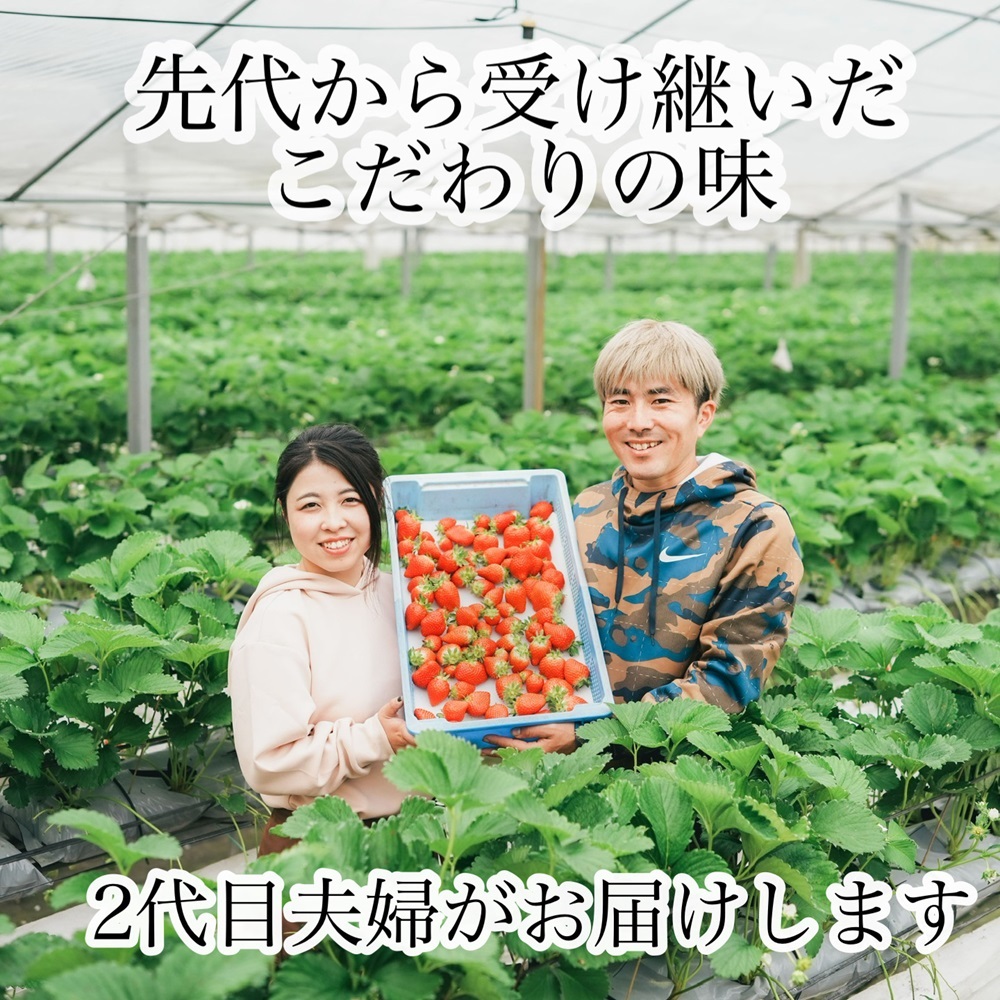 【農家厳選】かんちゃん農園　特大サイズおばけいちご　約1.8kg　新鮮朝採り　宇和いちご