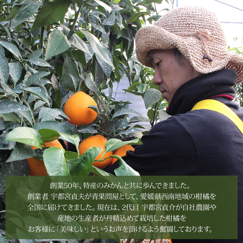 ＜極早生小玉みかん ご家庭用 約5kg＞ 果物 フルーツ ミカン  オレンジ 柑橘 愛媛県 西予市