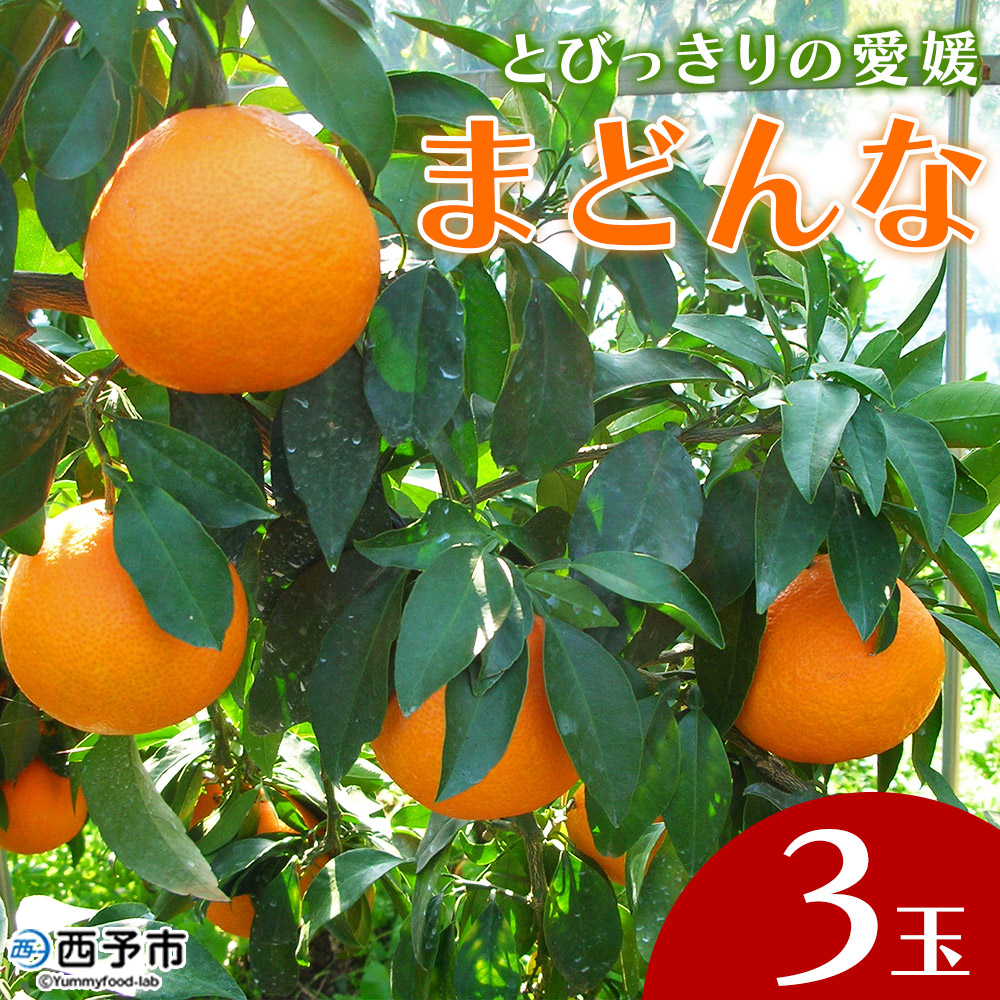 紅まどんなと同品種！＜とびっきりの愛媛 まどんな（３玉）＞マドンナ 愛媛果試第28号 果物 柑橘 フルーツ 産地直送 西宇和 愛媛県 西予市