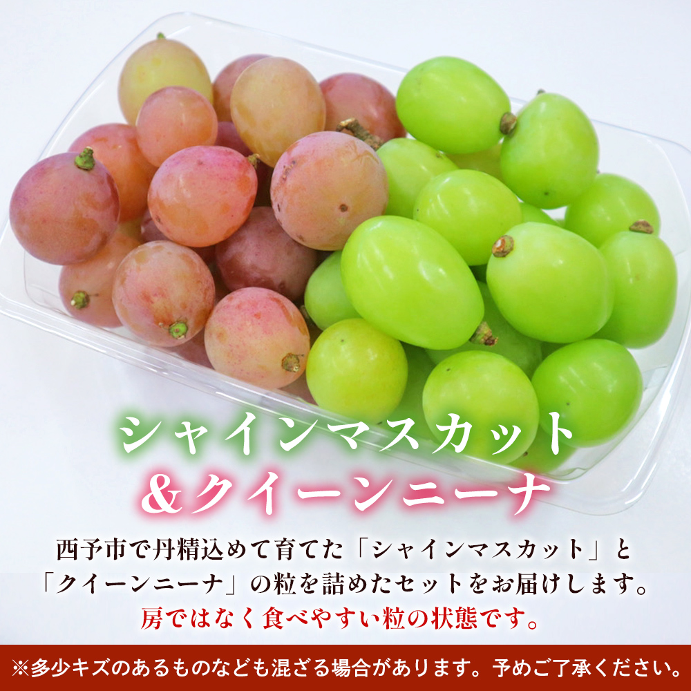 ＜西予の美味しいぶどうセレクトセット／2色のつぶつぶぶどう500g×2p＞ 果物 くだもの フルーツ 葡萄 ブドウ セット 食べ比べ 野菜ソムリエ 食べて応援 特産品 産地直送 西予ぶどう倶楽部 愛媛県 西予市