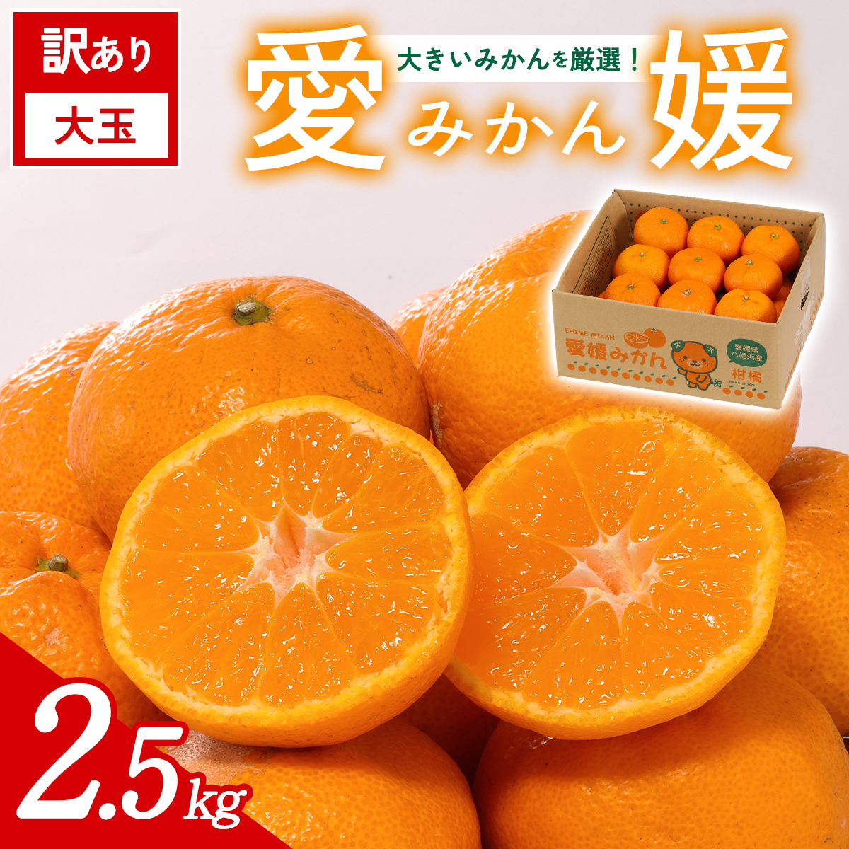 先行予約＜訳あり 大玉 愛媛みかん 合計約2.5kg＞ 『2026年11月以降順次出荷予定』温州 みかん フレッシュ ご家庭用 ご自宅 蜜柑 愛媛県産 果肉 お試し 果物 柑橘 フルーツ オレンジ 国産 産地直送 ミヤモトオレンジガーデン 愛媛県 西予市【常温】