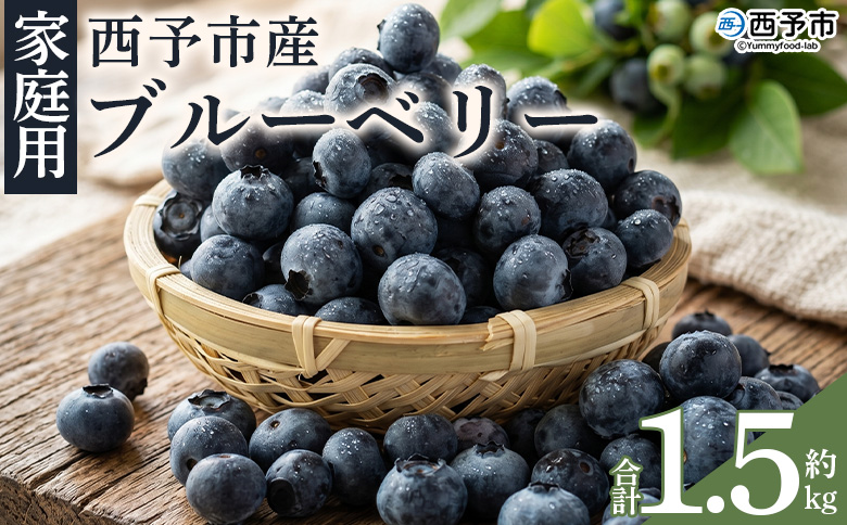 ＜愛媛県西予市産 ブルーベリー ご家庭用 合計約1.5kg＞『7月下旬～8月迄に順次出荷予定』訳あり 果物 フルーツ くだもの 生ブルーベリー 旬 フレッシュ 甘酸っぱい 実 ヨーグルト ご自宅 お取り寄せ 国産 デザート 宇都宮物産 愛媛県 西予市 【冷蔵】