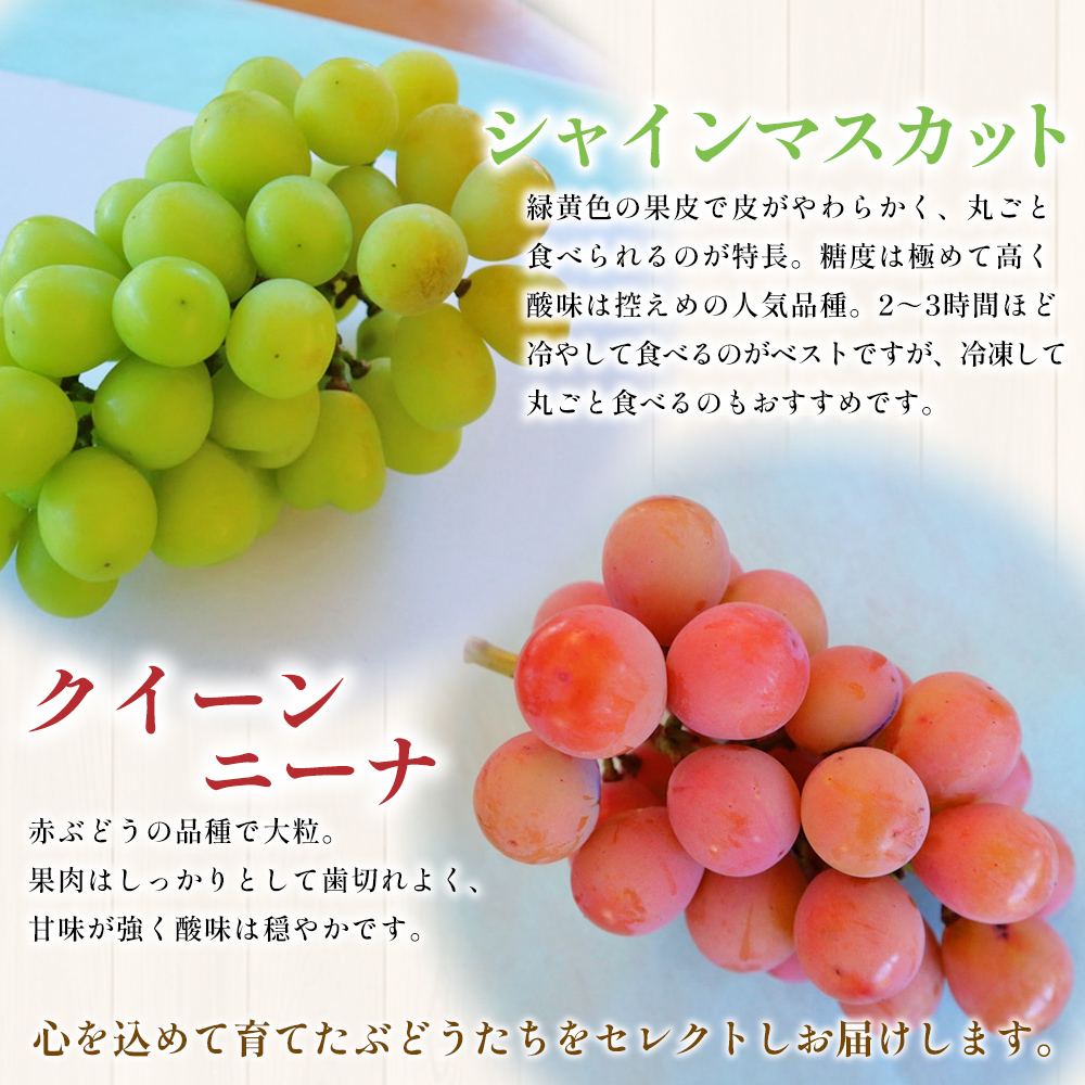 ＜西予の美味しいぶどうセレクトセット／2色のつぶつぶぶどう500g×2p＞ 果物 くだもの フルーツ 葡萄 ブドウ セット 食べ比べ 野菜ソムリエ 食べて応援 特産品 産地直送 西予ぶどう倶楽部 愛媛県 西予市