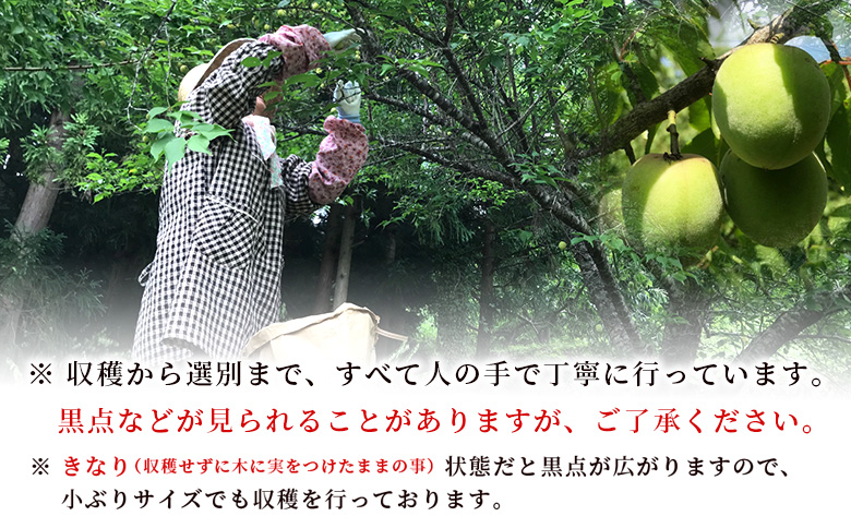 ＜愛媛県西予市産 青梅 約5kg＞ うめ ウメ あおうめ アオウメ 青うめ 青ウメ 梅干し 梅シロップ 梅酒 手作り えひめ活き生きファーマーズ 愛媛県 西予市