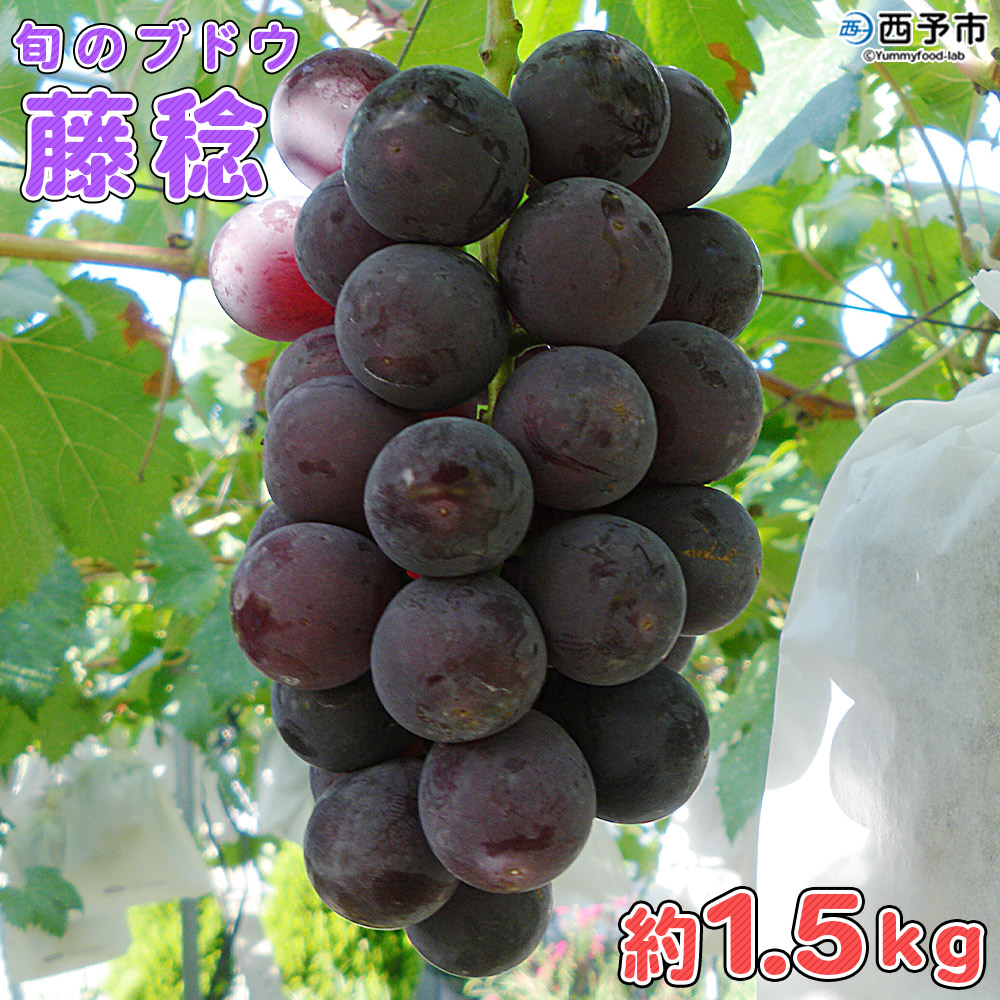 ＜旬のブドウ　西予市産　藤稔　約1.5kg＞ 果物 フルーツ ぶどう 葡萄 ふじみのり 大粒 季節限定 愛媛県