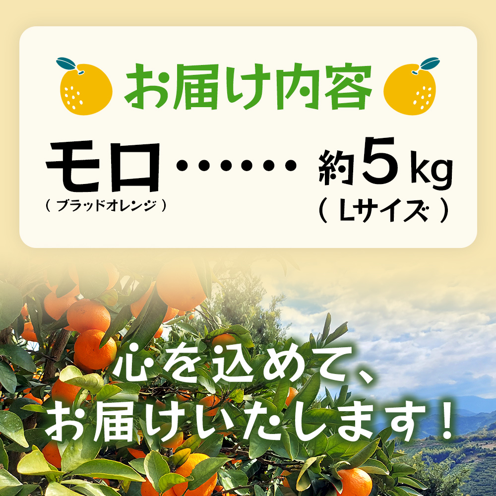 ＜モロ（ブラッドオレンジ）約5kg＞ 果物 フルーツ みかん ミカン オレンジ 柑橘 JA 愛媛県 西予市