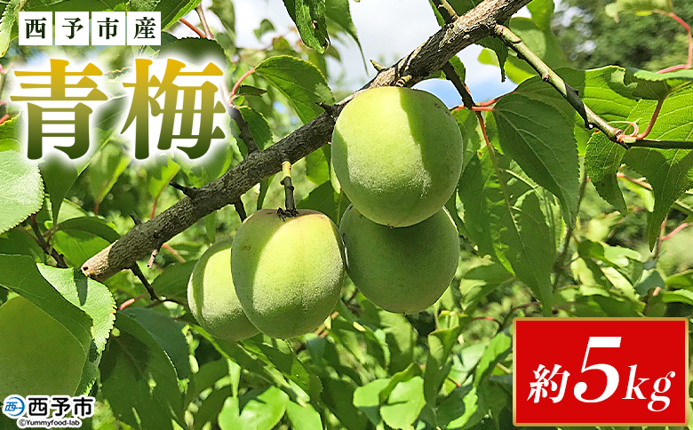 ＜愛媛県西予市産 青梅 約5kg＞ うめ ウメ あおうめ アオウメ 青うめ 青ウメ 梅干し 梅シロップ 梅酒 手作り えひめ活き生きファーマーズ 愛媛県 西予市