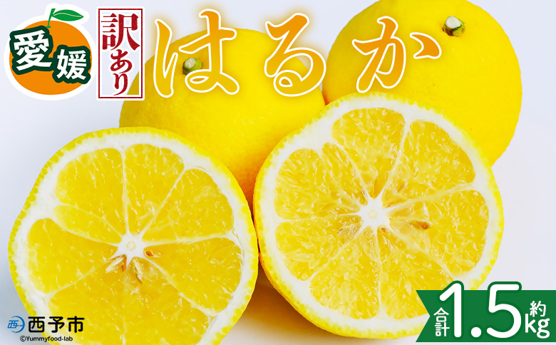 ＜【訳あり】愛媛県産 はるか 約1.5kg＞『2027年2月中旬～3月上旬迄順次発送予定』わけあり 訳アリ 果肉 ハルカ 産地直送 みかん 蜜柑 訳あり 果物 くだもの フルーツ ミカン 果汁 国産 特産品 株式会社三代目みかん職人 愛媛 西予市【常温】