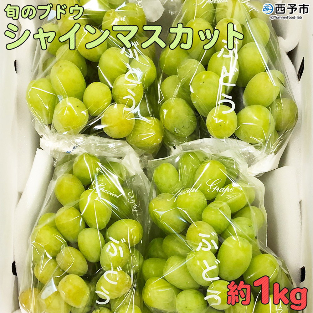 ＜旬のブドウ　西予市産　シャインマスカット　約１kg＞ 果物 フルーツ ぶどう 葡萄 種無し たねなし 季節限定 愛媛県