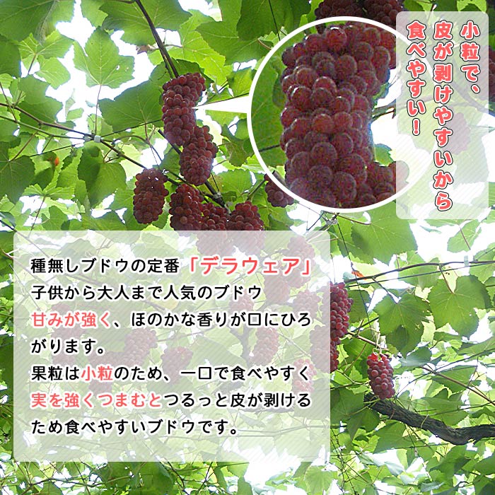 ＜旬のブドウ　西予市産　デラウェア　約２kg＞ 果物 フルーツ ぶどう 葡萄 種無し たねなし 季節限定 愛媛県