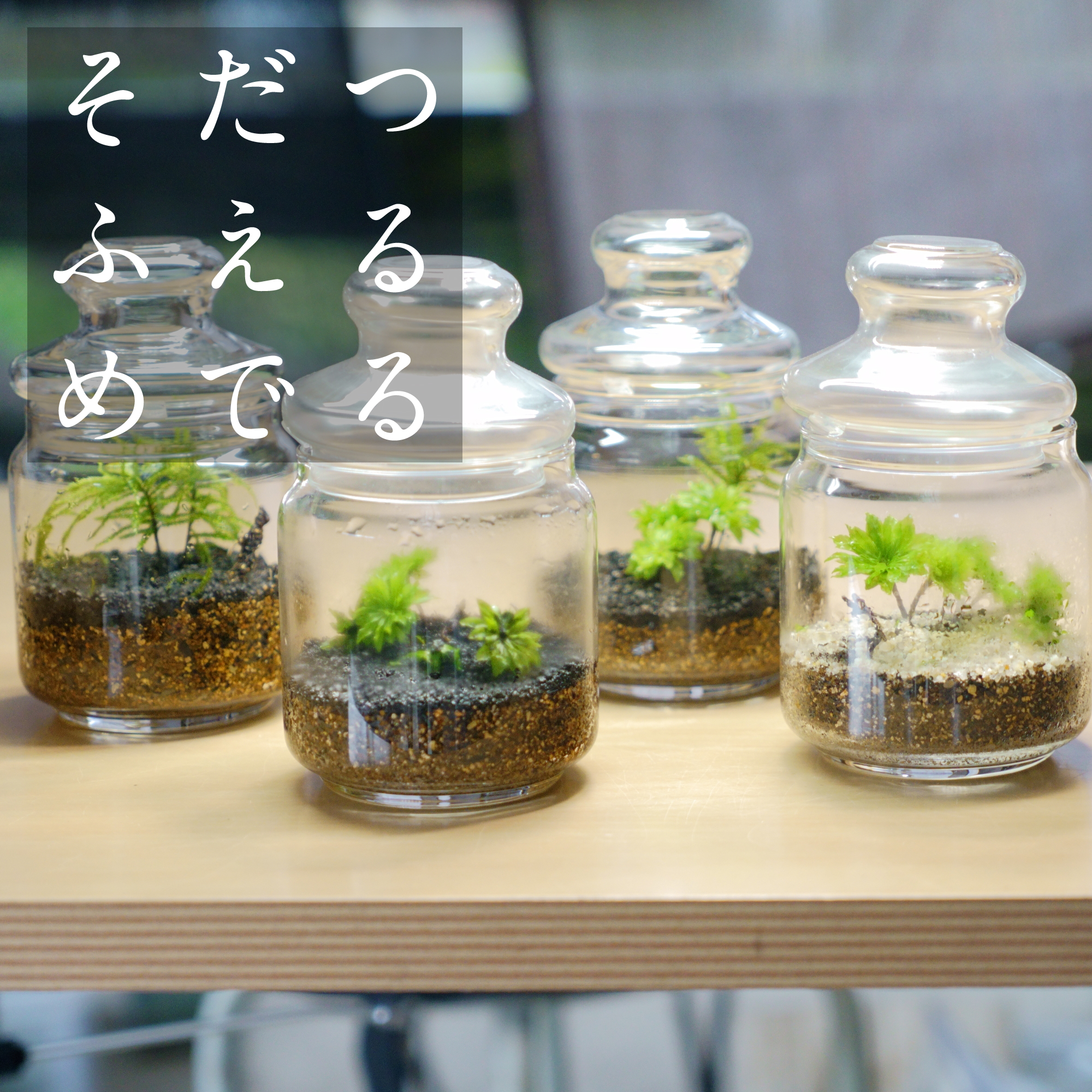 「めでる」シリーズ：苔テラリウム制作キット オオカサゴケ&コウヤノマンネングサ 混合パック