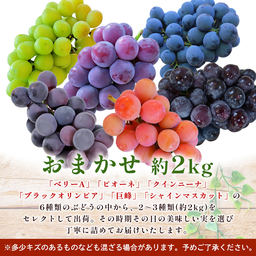 ＜西予の美味しいぶどう セレクトセット／おまかせ 約2kg＞ 果物 くだもの フルーツ 葡萄 ブドウ セット 詰め合わせ つめあわせ 食べ比べ お楽しみ おまかせ 野菜ソムリエ 食べて応援 特産品 産地直送 西予ぶどう倶楽部 愛媛県 西予市