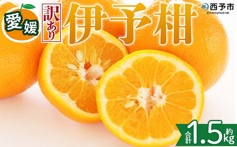 ＜【訳あり】愛媛県産 伊予柑 約1.5kg＞『2027年1月上旬～3月下旬迄順次発送予定』わけあり 訳アリ 果肉 いよかん ジューシー みかん 蜜柑 果物 くだもの フルーツ ミカン 果汁 国産 特産品 株式会社三代目みかん職人 愛媛 西予市【常温】