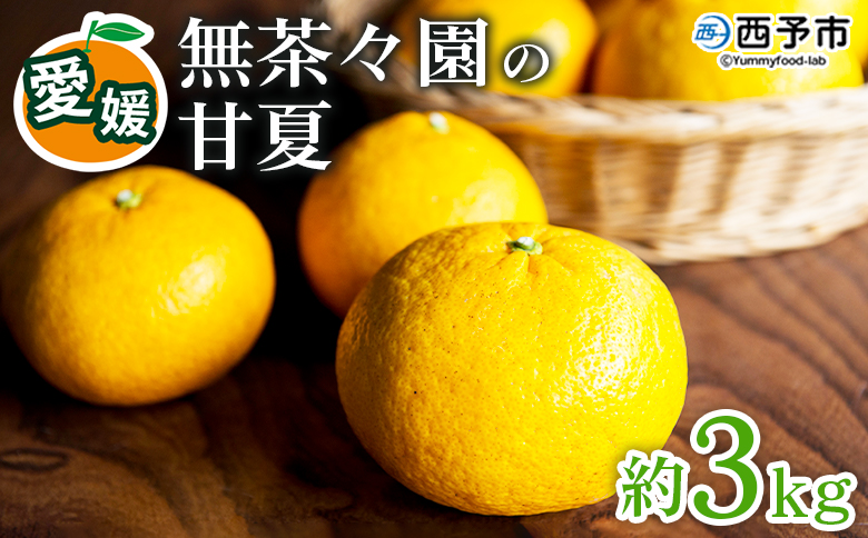 [先行予約][無茶々園の甘夏 約3kg] 果物 あまなつ みかん ミカン 蜜柑 柑橘 フルーツ 期間限定 季節限定 食べて応援 特産品 愛媛県 西予市