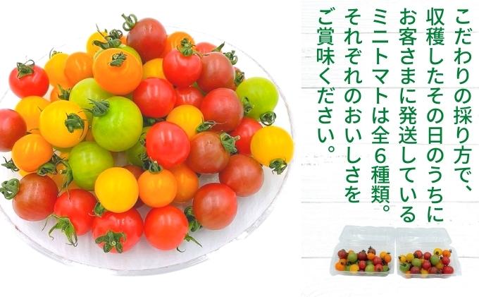 「栗林農園」素のままパスタソースとカラフルミニトマト詰合せ セット 素材の味 無水調理 凝縮 無着色 無香料 化学調味料 不使用 合成保存料 温室栽培 6品種 
