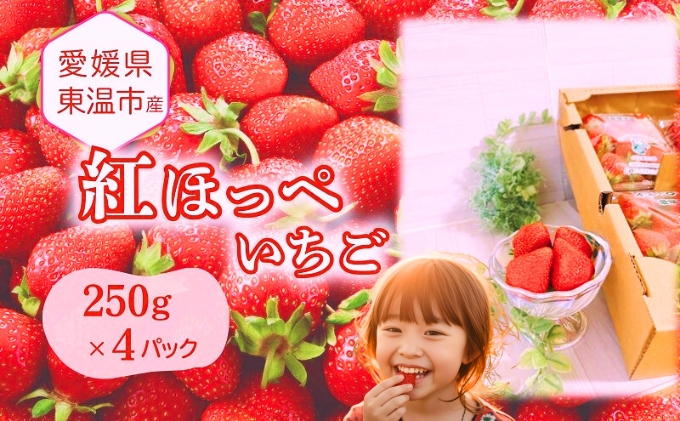 愛媛県東温市産いちご【紅ほっぺ 】お徳用 サイズおまかせ 250g×4パック【甘い フルーツ ケーキ 旬 品種  イチゴ 苺】