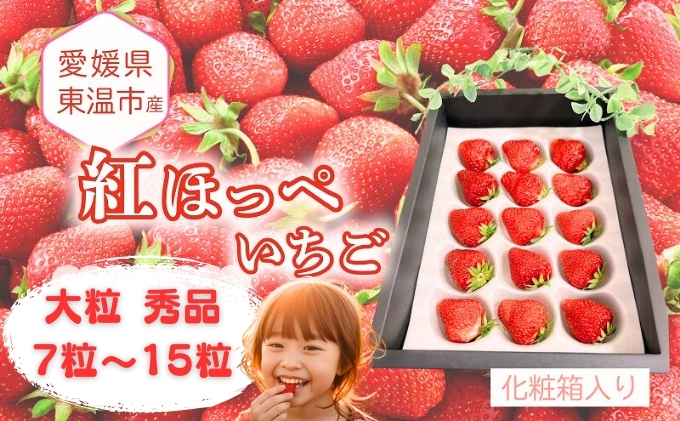 愛媛県東温市産いちご【紅ほっぺ】大粒 秀品 7粒～15粒 化粧箱入り 【甘い フルーツ ケーキ 旬 品種 高級  イチゴ 苺】