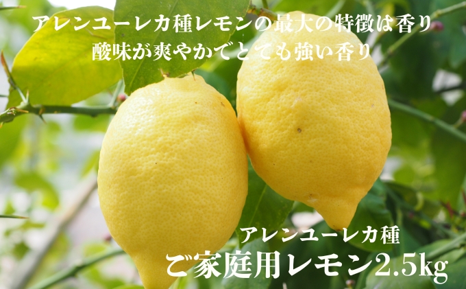 アレンユーレカ種レモン2.5ｋｇご家庭用 サイズお任せ 今が旬 農園直送 れもん 人気 数量限定 先行予約 柑橘  愛媛みかん かんきつ 国産 愛媛県 産地直送 フルーツ 果物 くだもの 香り 2.5キロ箱 大粒 果実